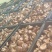 食用菌香菇产地直供鲜香美味大量现货品质保证