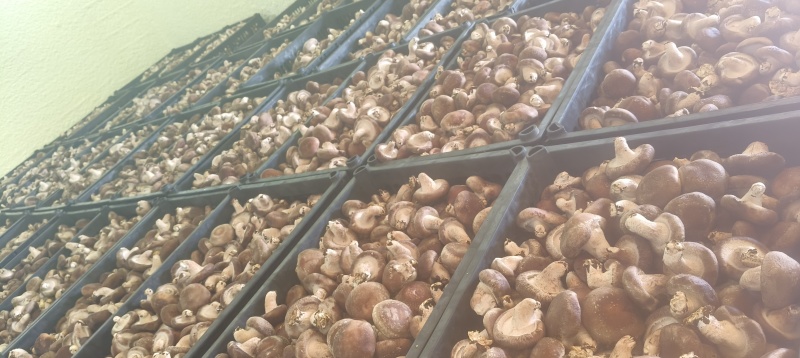 食用菌香菇产地直供鲜香美味大量现货品质保证