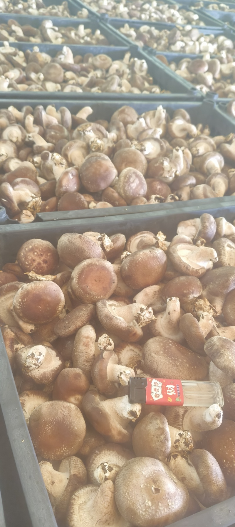 食用菌香菇产地直供鲜香美味大量现货品质保证
