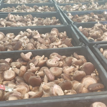辽宁葫芦岛鲜香菇，产地直销，大量供货，量大从优