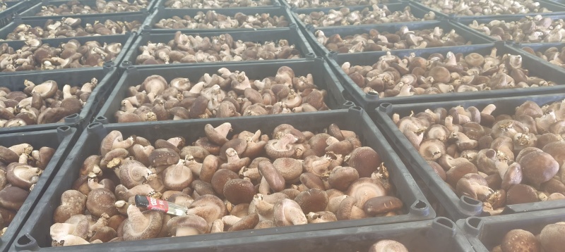 辽宁葫芦岛鲜香菇，产地直销，大量供货，量大从优