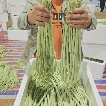 新鲜白豇豆，白豆角，现货，每天供应