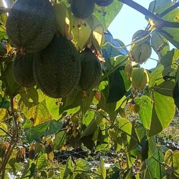 自己基地种植哥伦比亚