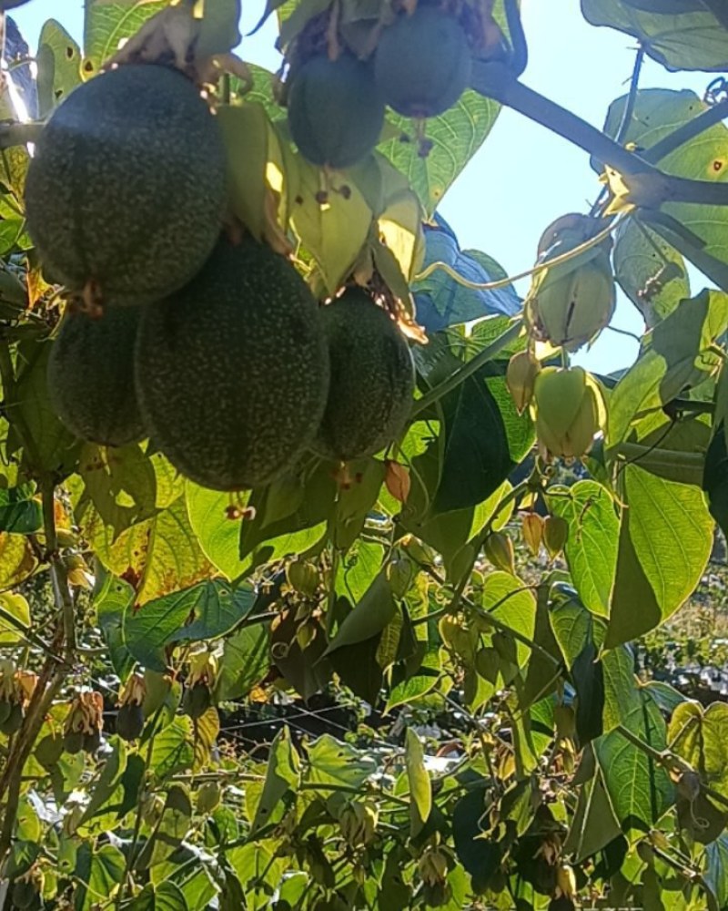 自己基地种植哥伦比亚