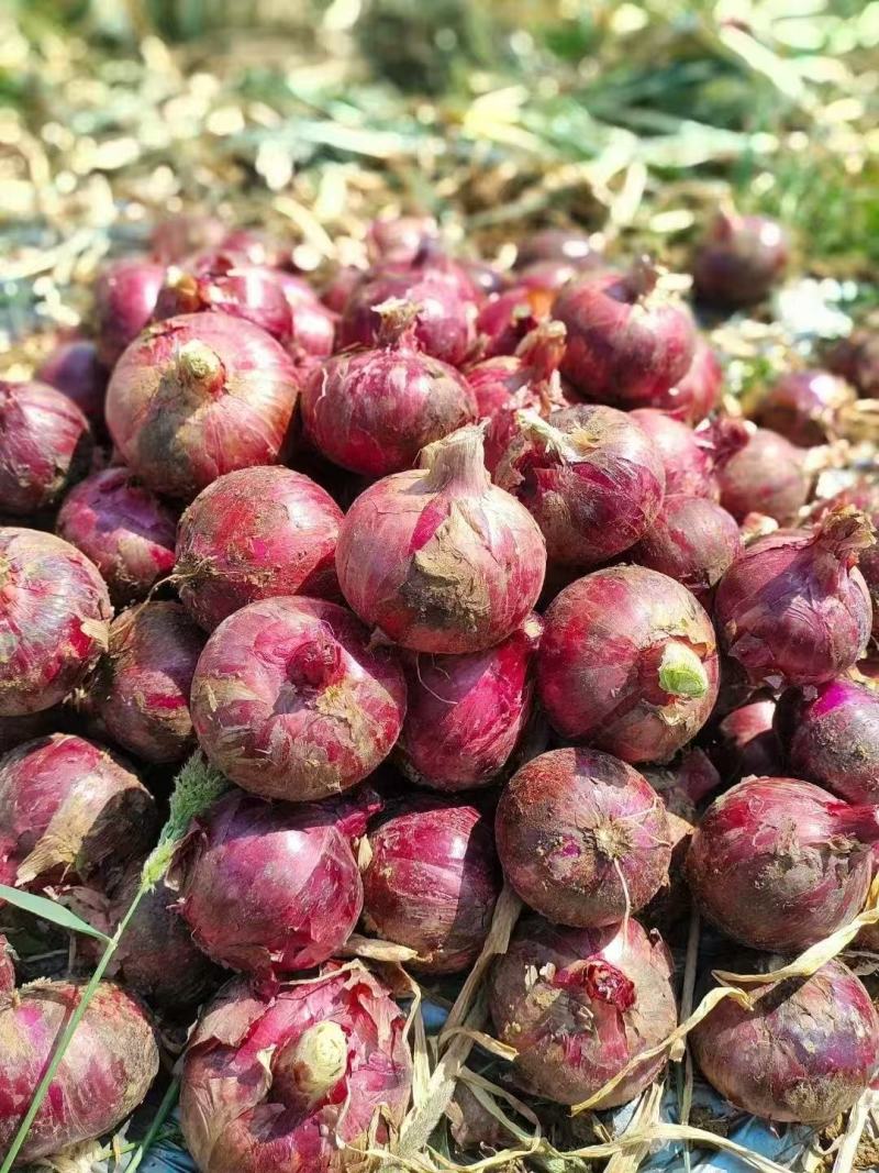精品洋葱云南紫皮洋葱大量供应，货源充足，现挖先发发市场