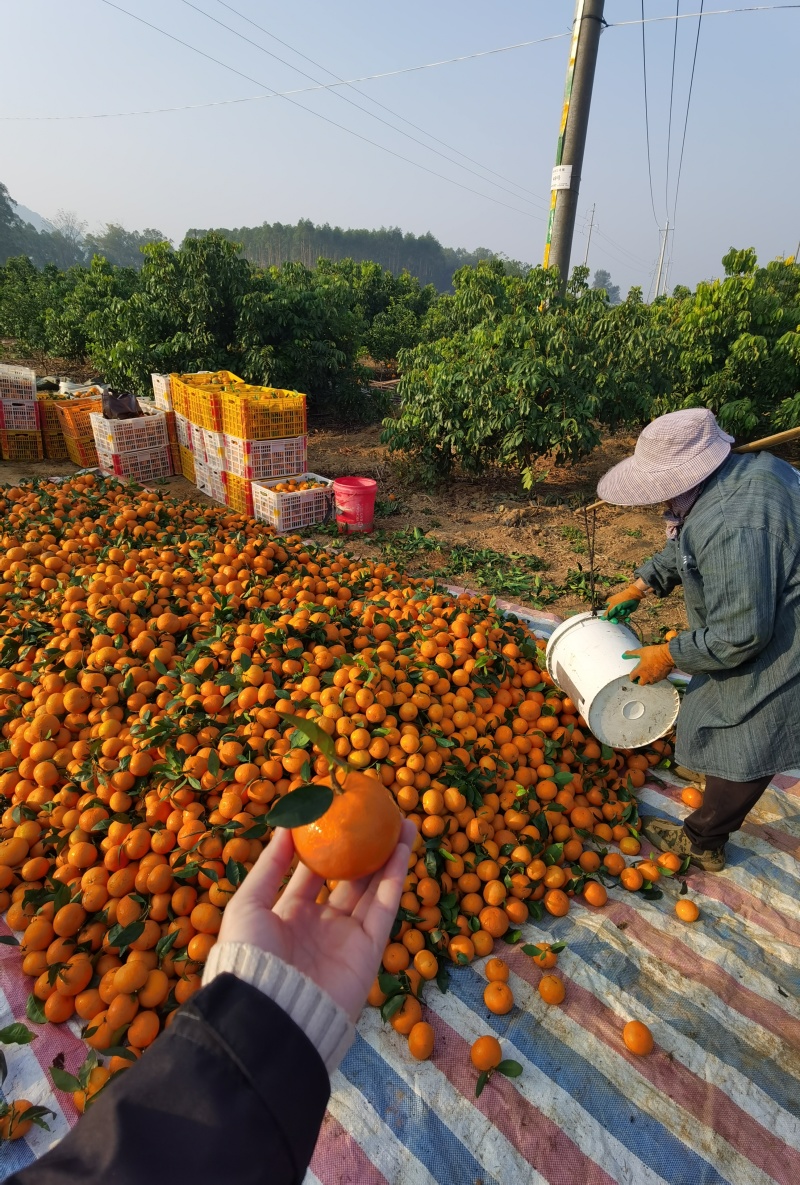 广西无核沃柑，大量供应，价格美丽。