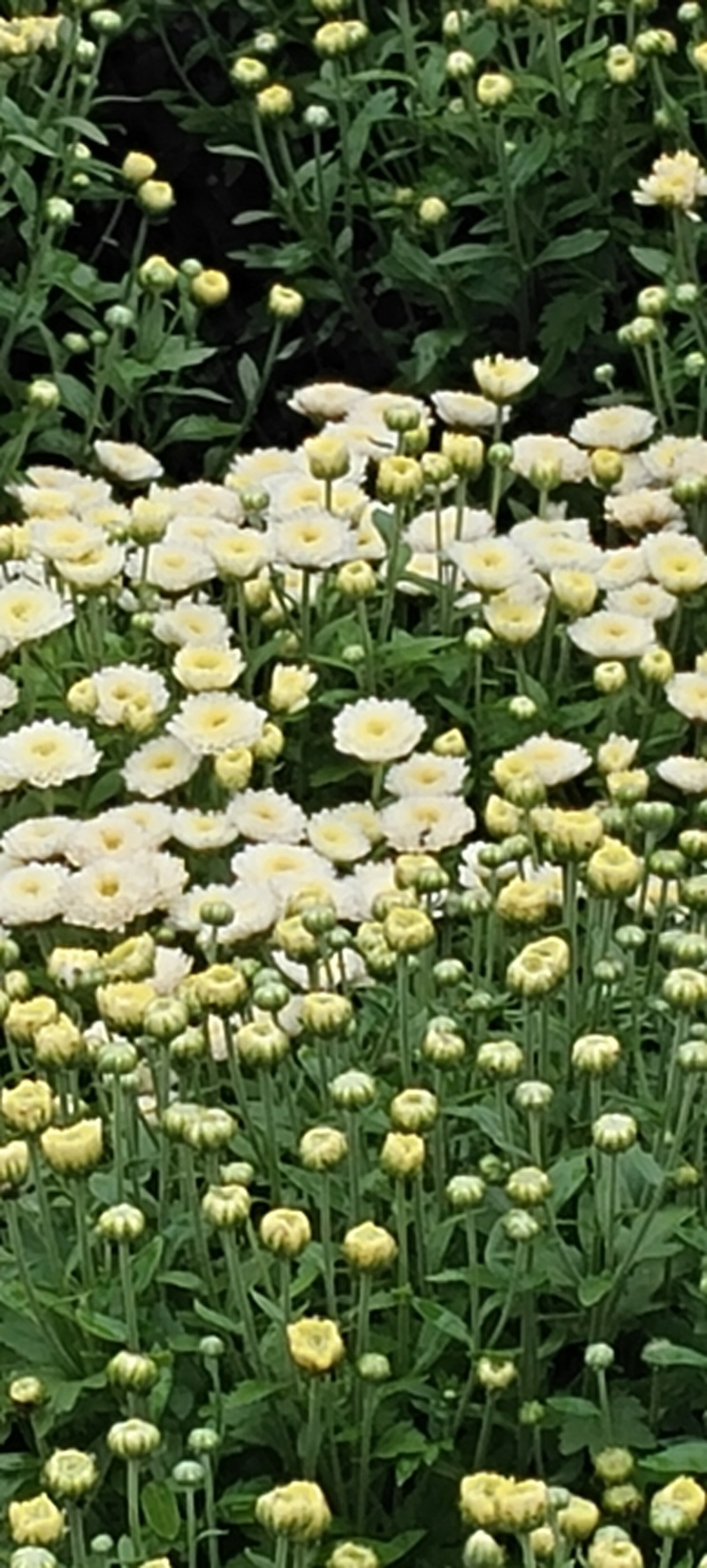 干菊花北京菊