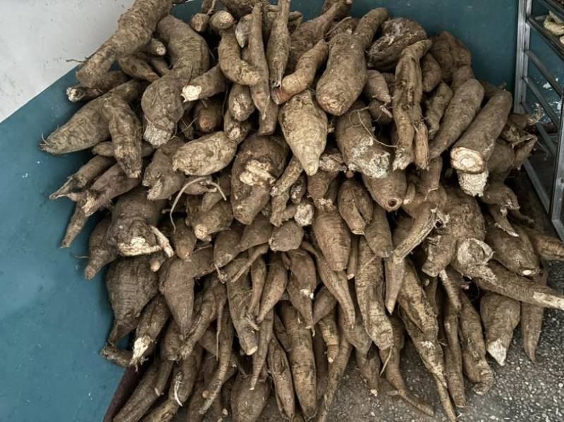 新鲜葛根长期供应正宗品质量大从优直供产地