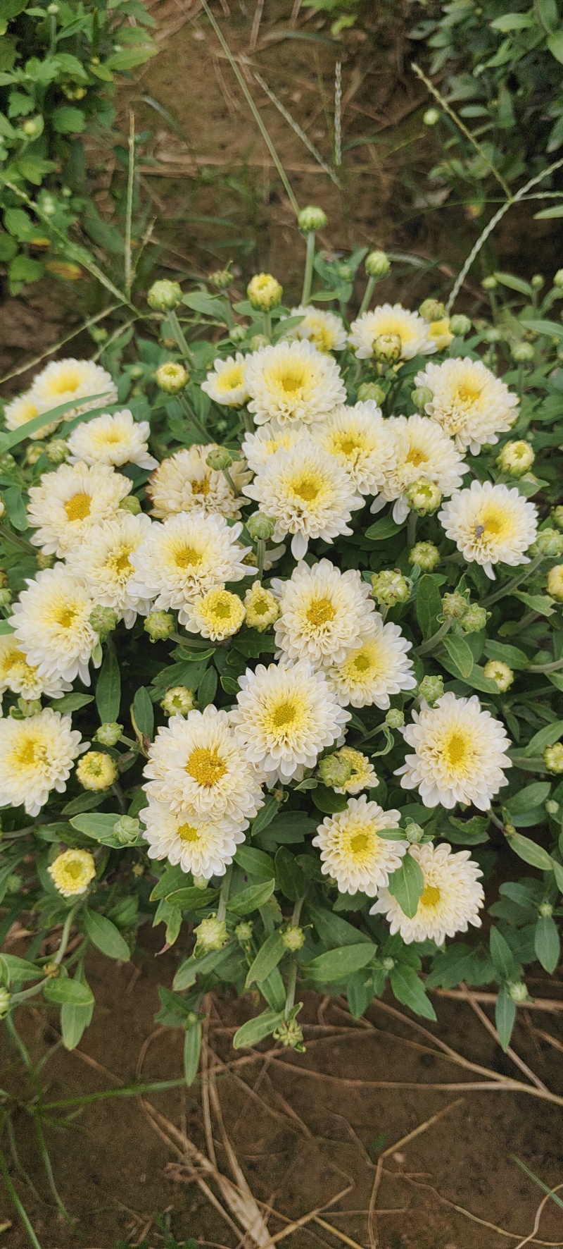 干菊花北京菊