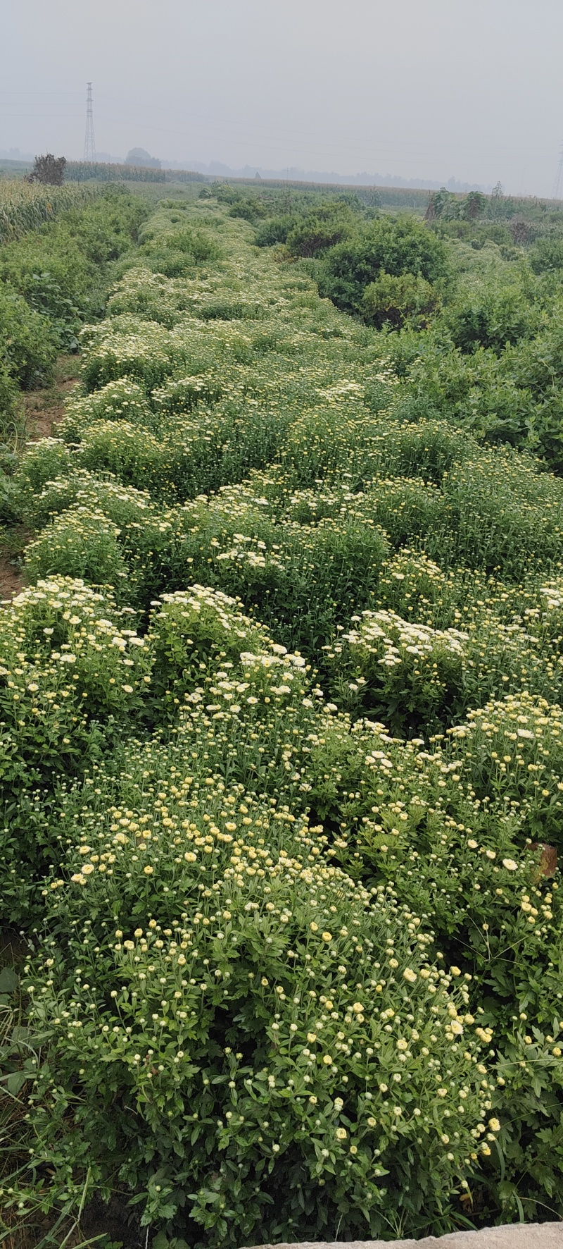 干菊花北京菊