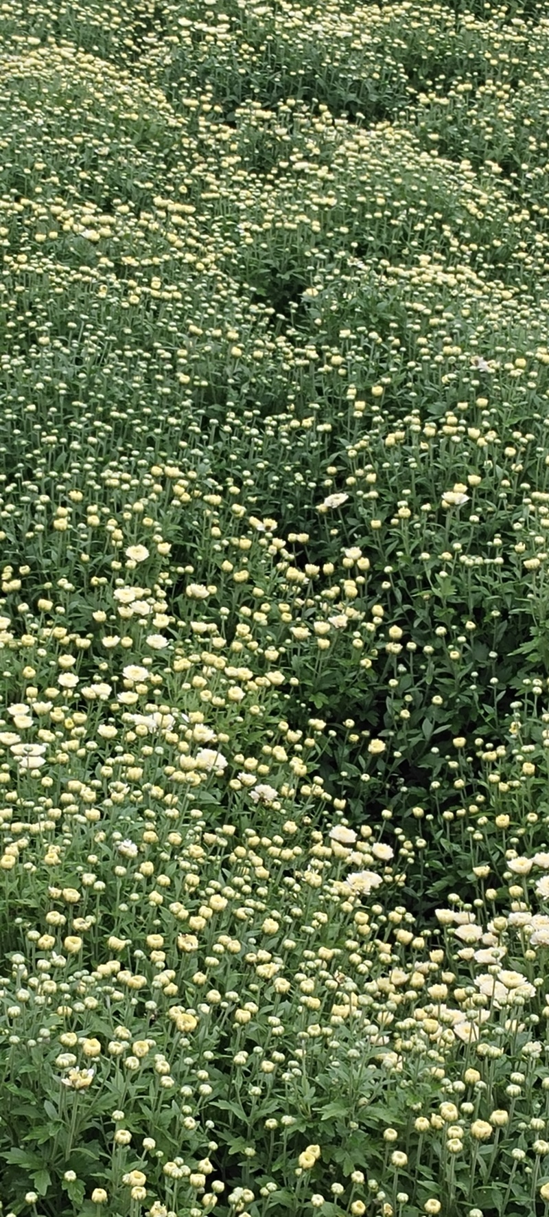 干菊花北京菊