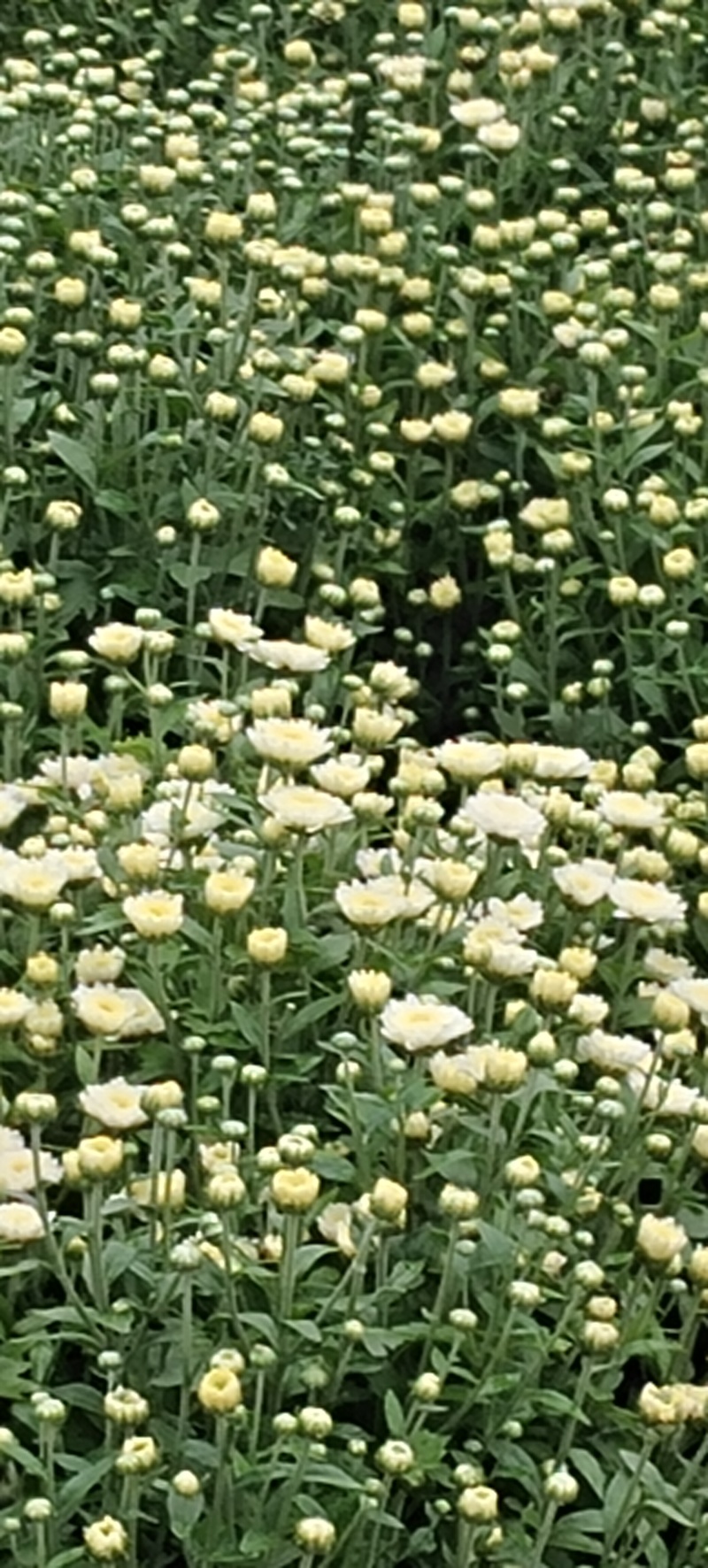 干菊花北京菊