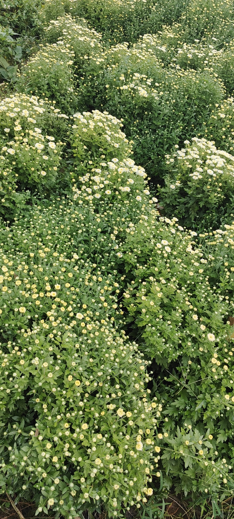 干菊花北京菊