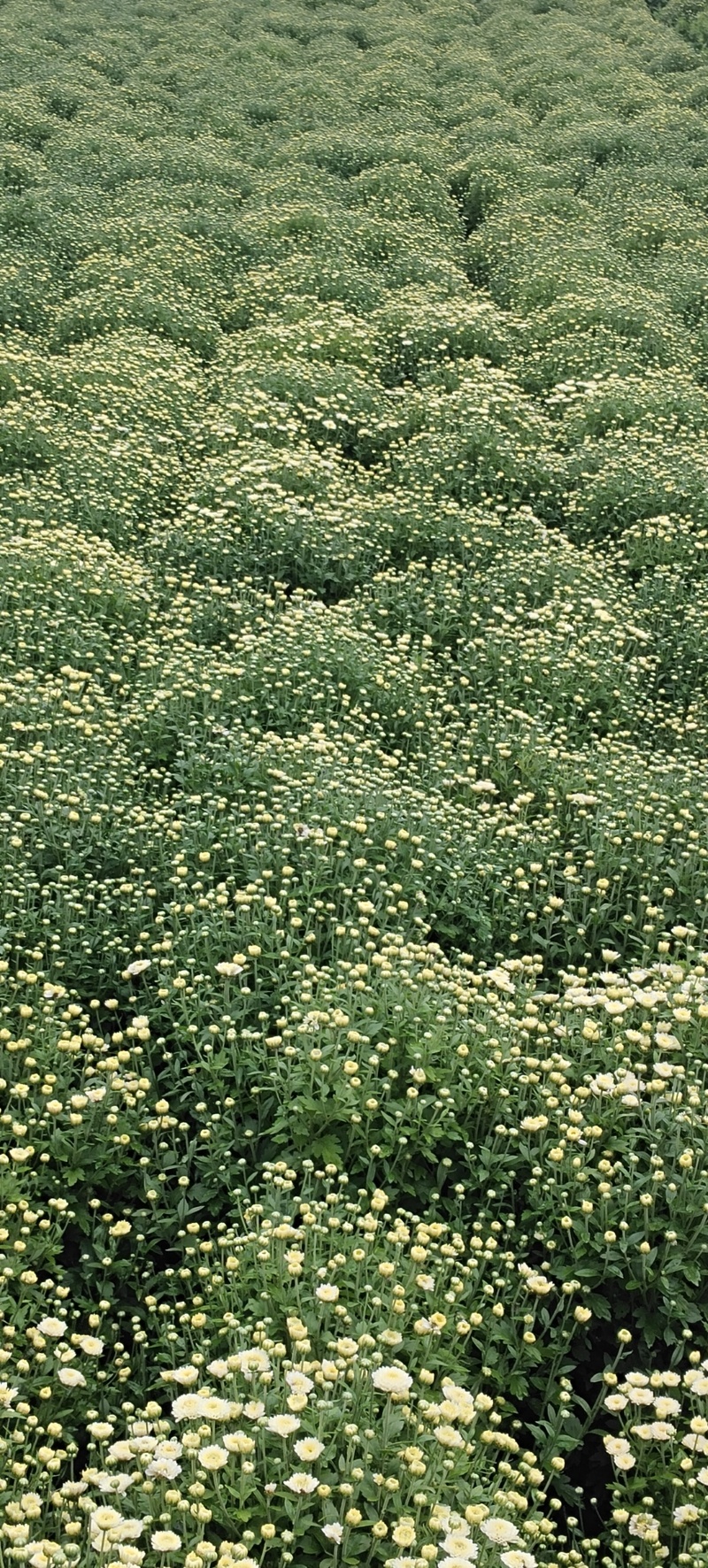 干菊花北京菊