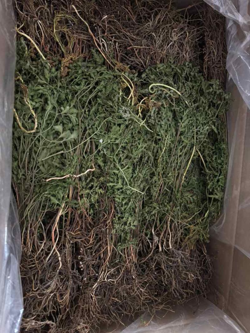 【推荐】野生一朵云，阴地蕨，通过，量大从优