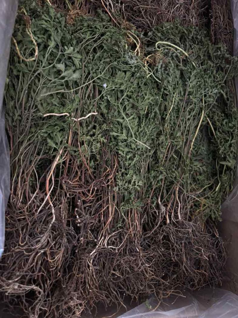 【推荐】野生一朵云，阴地蕨，通过，量大从优