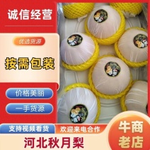秋月梨河北产区直发保质保量供货发货全国