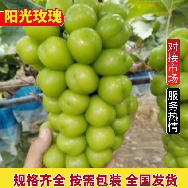 河北阳光玫瑰产地，产地直发，一手货源，欢迎实地采购。