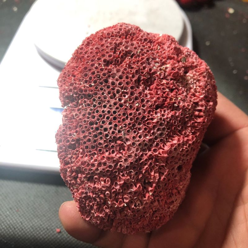 中药材珊瑚珊瑚矿石珊瑚