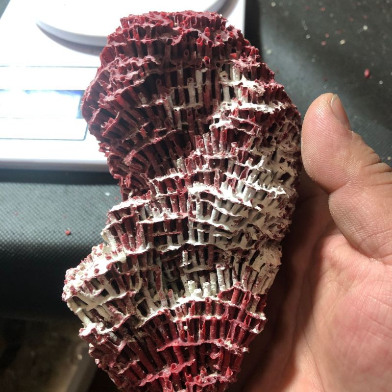 中药材珊瑚珊瑚矿石珊瑚