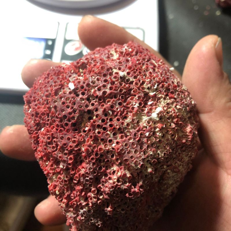 中药材珊瑚珊瑚矿石珊瑚
