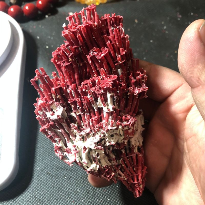 中药材珊瑚珊瑚矿石珊瑚