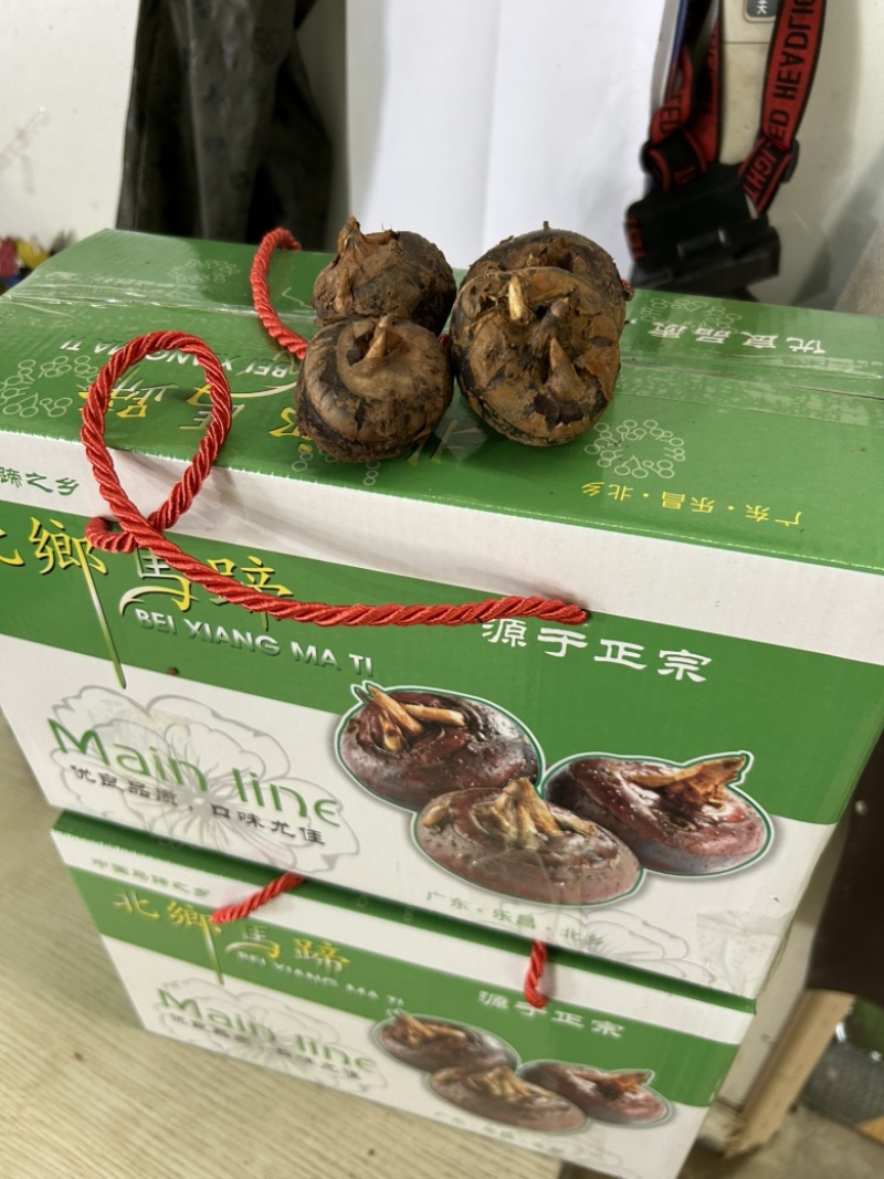 马蹄