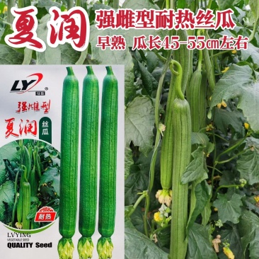夏润丝瓜种子耐热长香丝瓜强雌特长丝瓜种籽早熟长棒高产节节