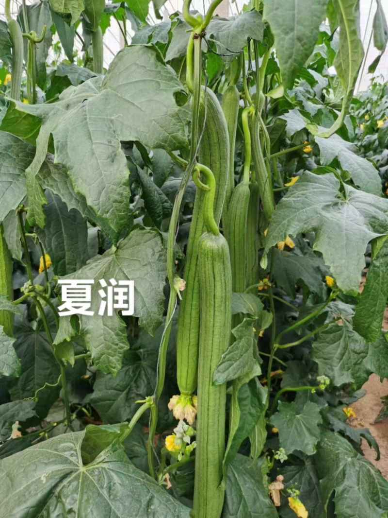 夏润丝瓜种子耐热长香丝瓜强雌特长丝瓜种籽早熟长棒高产节节