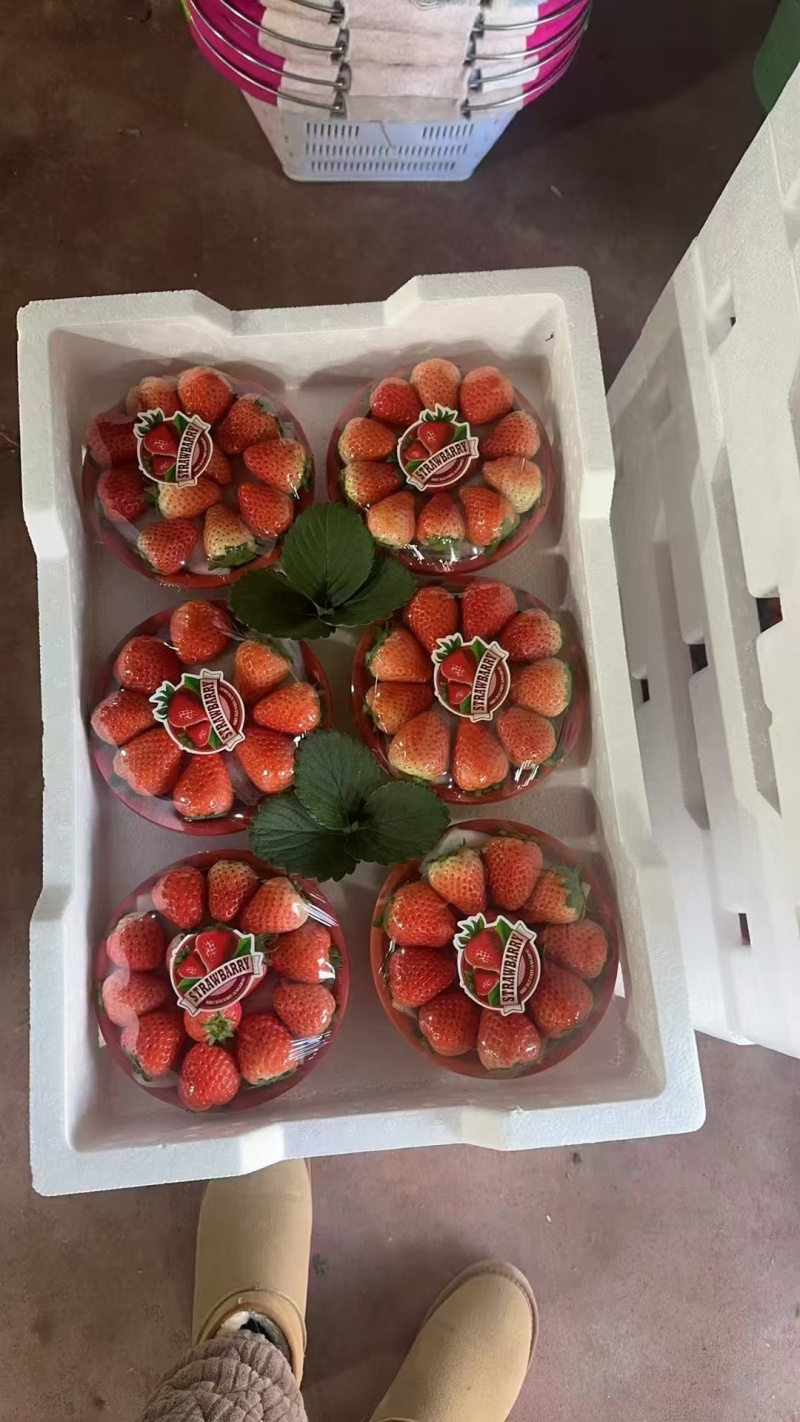 河南宁玉草莓大量上市支持全国发货商超一件代发