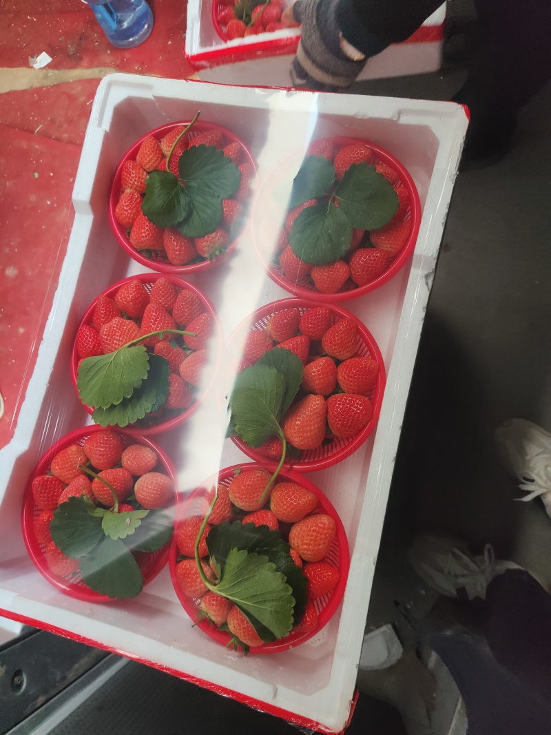 河南宁玉草莓大量上市支持全国发货商超一件代发