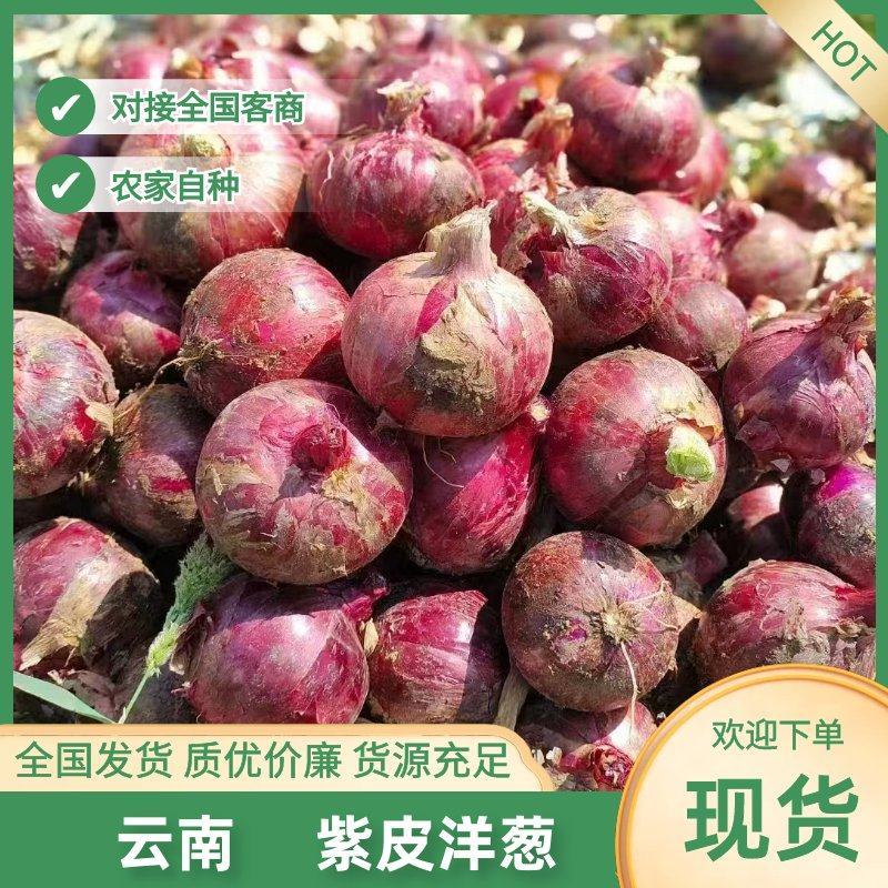 云南大量现货紫皮洋葱大量供应，货源充足，对接全国电商市场