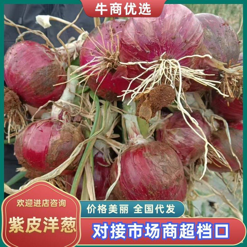 精品洋葱云南紫皮洋葱大量供应，货源充足，现挖先发发市场
