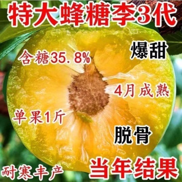李子树苗蜂糖李恐龙蛋大总统风味玫瑰李子苗包纯度