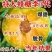 李子树苗蜂糖李恐龙蛋大总统风味玫瑰李子苗包纯度