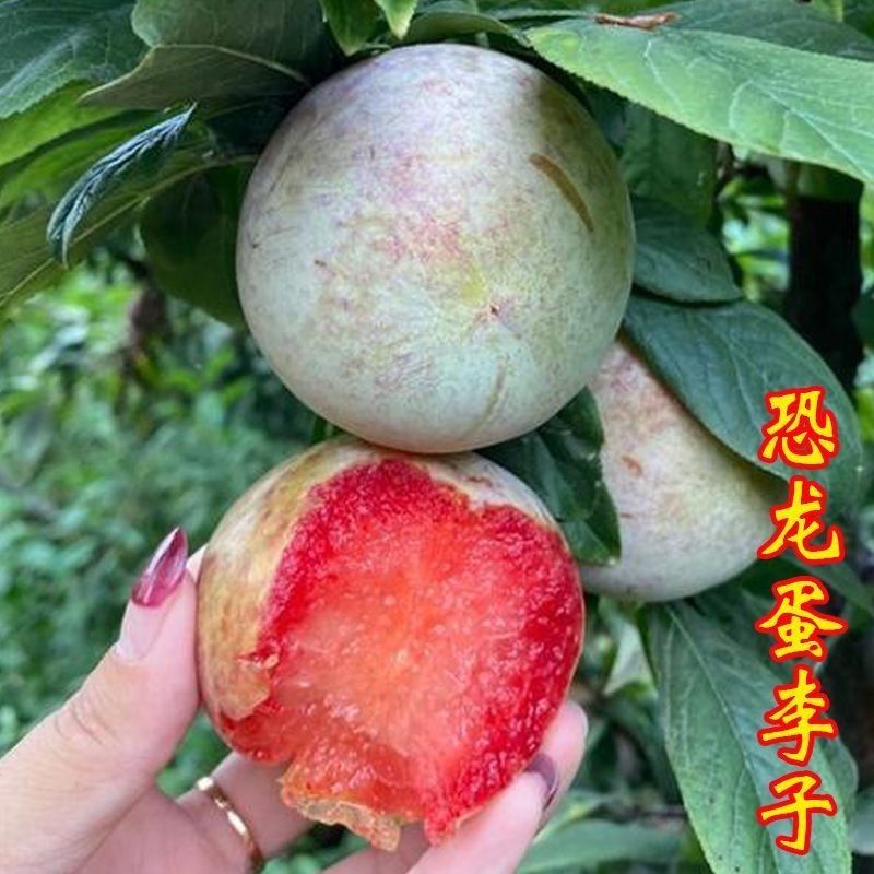 李子树苗蜂糖李恐龙蛋大总统风味玫瑰李子苗包纯度