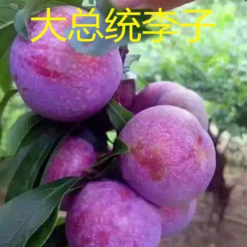 李子树苗蜂糖李恐龙蛋大总统风味玫瑰李子苗包纯度