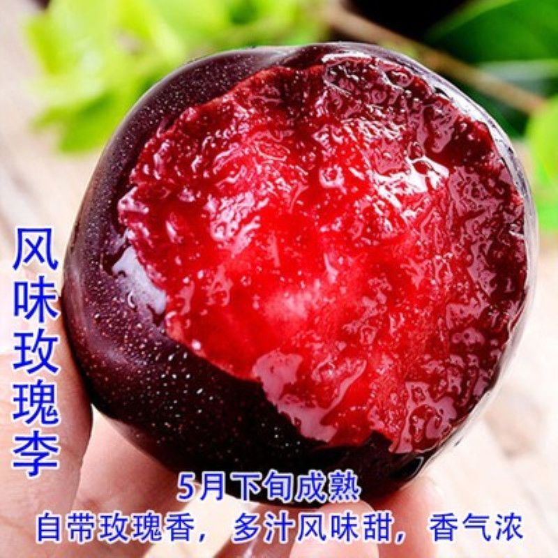 李子树苗蜂糖李恐龙蛋大总统风味玫瑰李子苗包纯度