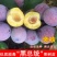 李子树苗蜂糖李恐龙蛋大总统风味玫瑰李子苗包纯度