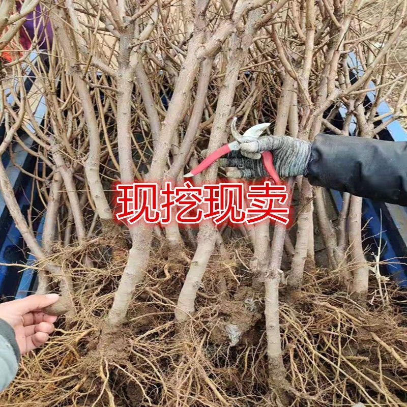 李子树苗蜂糖李恐龙蛋大总统风味玫瑰李子苗包纯度