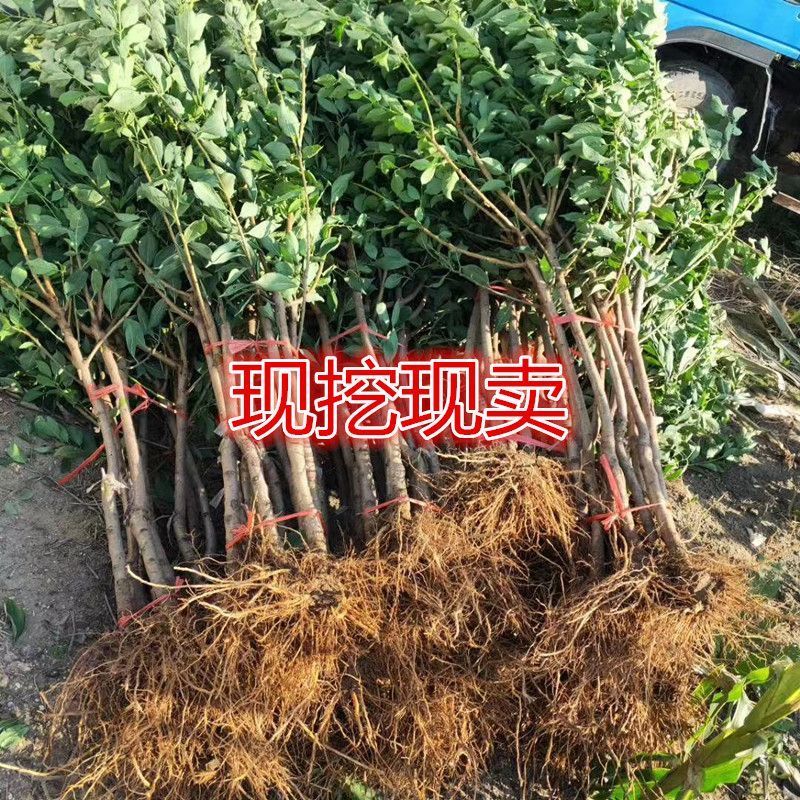 李子树苗蜂糖李恐龙蛋大总统风味玫瑰李子苗包纯度