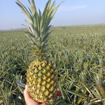 春节菠萝大量供应价格优惠
