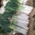 陕西省城固县大葱大量供货中！质量好，价格合适欢迎与我联系