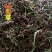 野生山蜜草1公斤花蜜茶甜凉草中药材冰糖草百花草