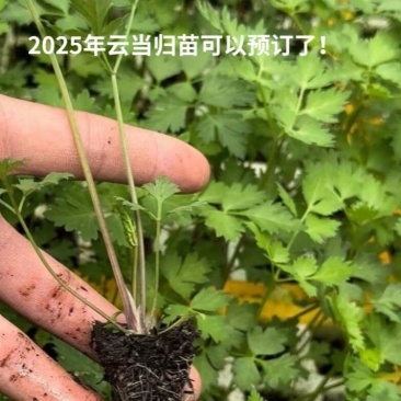 2025云南当归苗预订中。2025打算种植的老板赶快联系