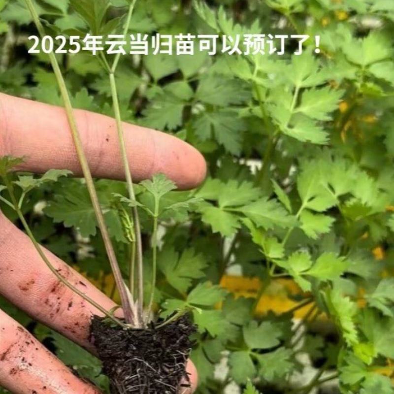 2025云南当归苗预订中。2025打算种植的老板赶快联系