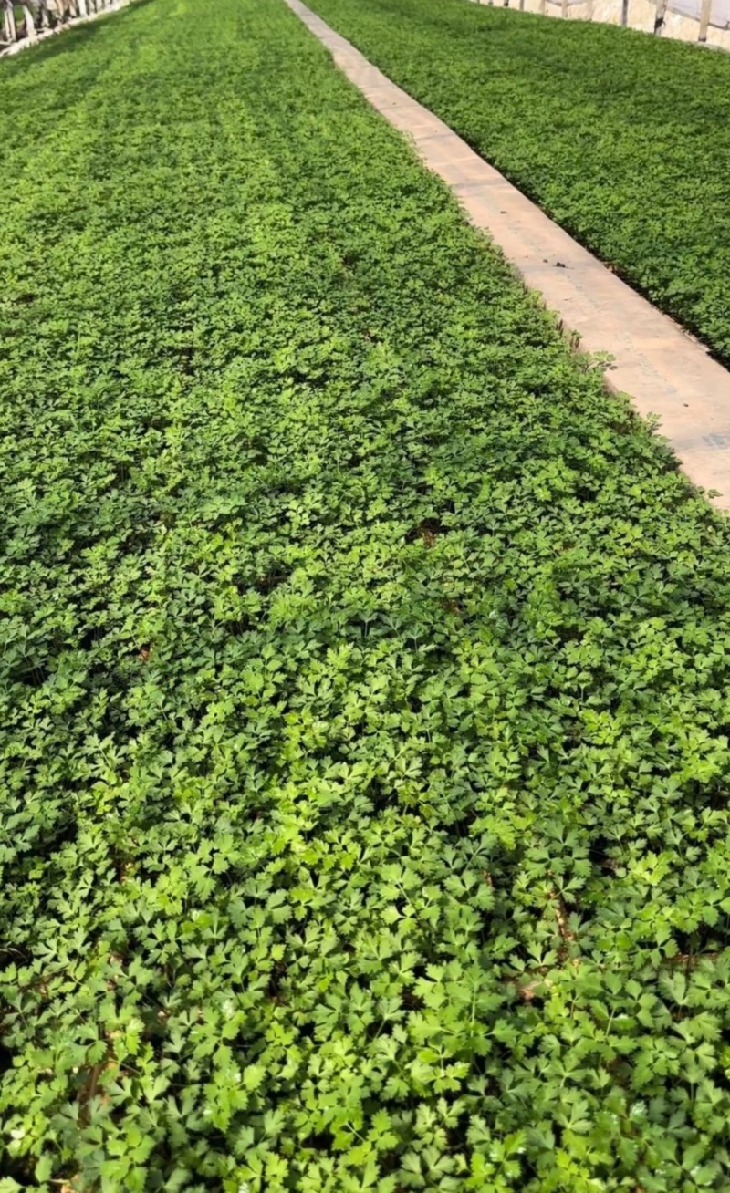 2025云南当归苗预订中。2025打算种植的老板赶快联系