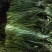 山东蒜薹大量供货商超社区团购全国各大市场大量接单