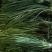 山东蒜薹大量供货商超社区团购全国各大市场大量接单