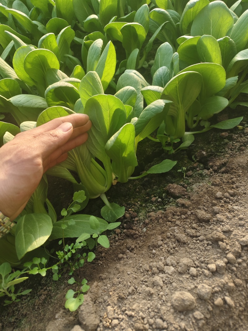精品中颗小油菜